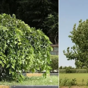 Live White Mulberry Tree 2-3 Feet Tall Sweet Berries Easy to Grow