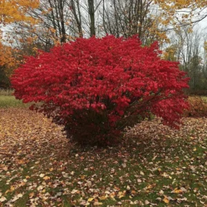 2 Burning Bush Bare Root Rooted Cuttings - 8