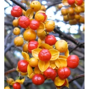 American Bittersweet Vine - 12 to 18 Inches Bare Root - Climbing Plant