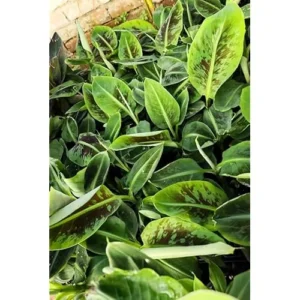 Live Cavendish Banana Plant - Dwarf Banana Tree - 8 to 10 Inches Tall - 2.5 Inch Pot