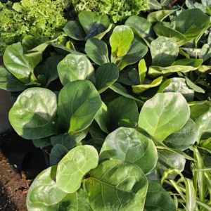Ficus Lyrata Compacta - Little Fiddle - 4in Pot - Rare Indoor Plant