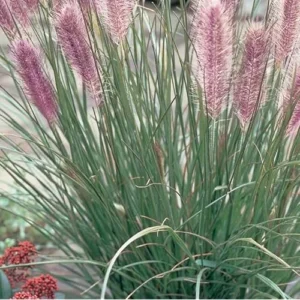 Fountain Grass Live Plants - 4 to 8 Inches Tall - Pink Ornamental Grass