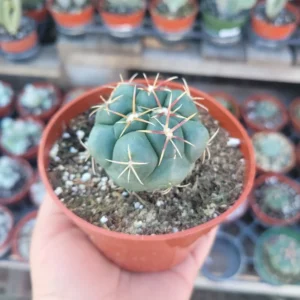 Rare Suncup Cactus - 4in Pot - Low Maintenance, Full Sun