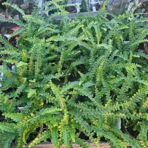Lemon Button Fern Nephrolepis cordifolia Duffii 4 Inch Pot - Indoor Tropical Fern