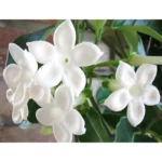 Madagascar Jasmine Plant - 1 to 2 Feet Tall, White Flowers, Gallon Pot