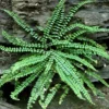Maidenhair Spleenwort Fern 5 Rhizomes - Asplenium platyneuron - Garden Ready