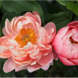 Coral Peach Peony Bulbs - Double Peonies Roots - 2 Roots 2-3 Eyes