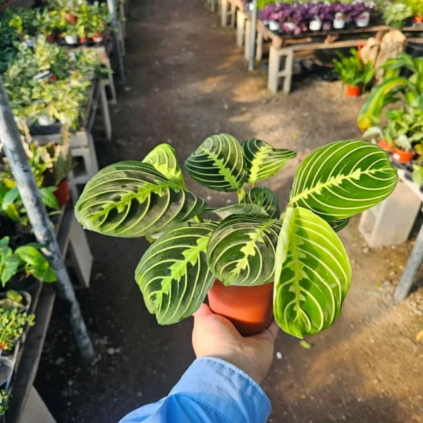 Maranta Lemon Lime Prayer Plant - 4in Pot - Vibrant Indoor Foliage