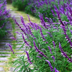 Mexican Bush Sage 1 Gallon Live Plant - Butterfly Attracting, Deer-Resistant Sage