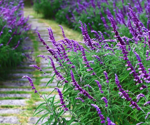 Mexican Bush Sage 1 Gallon Live Plant - Butterfly Attracting, Deer-Resistant Sage