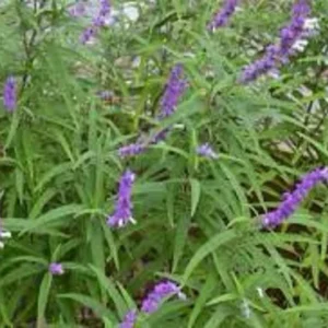Mexican Bush Sage 1 Gallon Live Plant - Butterfly Attracting, Deer-Resistant Sage
