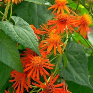 Mexican Flame Vine 1 Gallon Plant - Orange Flowers, Butterfly-Friendly, Low Maintenance