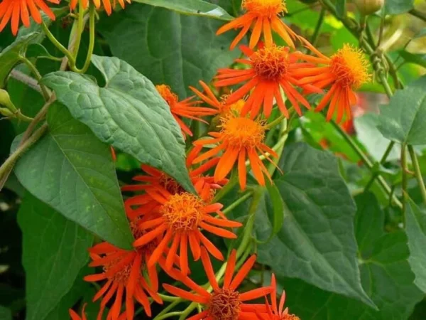 Mexican Flame Vine 1 Gallon Plant - Orange Flowers, Butterfly-Friendly, Low Maintenance