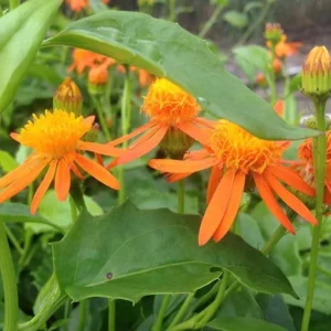 Mexican Flame Vine 1 Gallon Plant - Orange Flowers, Butterfly-Friendly, Low Maintenance