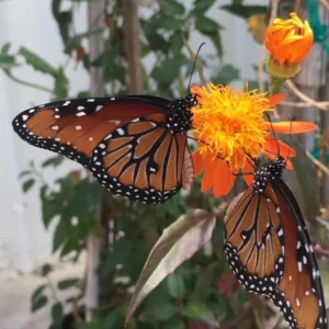 Mexican Flame Vine 1 Gallon Plant - Orange Flowers, Butterfly-Friendly, Low Maintenance