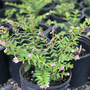 Mexican Heather Cuphea 1 Gallon Live Plant – Purple Flowers, Container Shrub