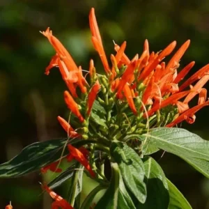 Mexican Honeysuckle 1 Gal Live Plant – Bright Orange Flowers, Drought-Tolerant