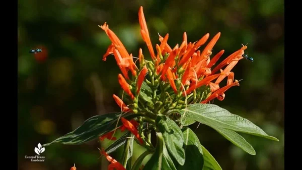 Mexican Honeysuckle 1 Gal Live Plant – Bright Orange Flowers, Drought-Tolerant