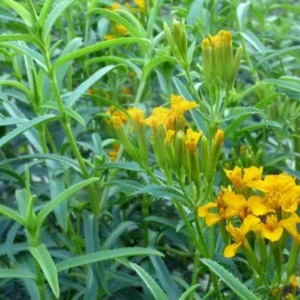 Mexican Mint Marigold 1 Gallon Live Plant – Yellow Flowers, Fragrant Leaves