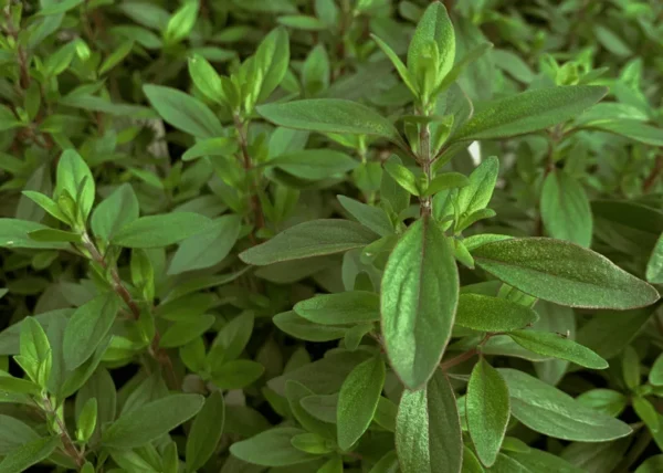 Mexican Oregano Live Plant - Spicy Flavor, Lavender Flowers, Gourmet Herb