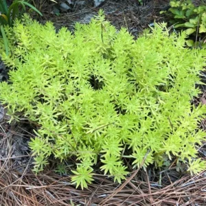 Mexican Sedum Live 1 Gallon Plant – Evergreen Groundcover, Red-Green Succulent