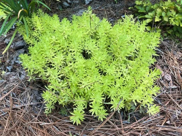 Mexican Sedum Live 1 Gallon Plant – Evergreen Groundcover, Red-Green Succulent