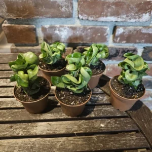 Hoya Hindu Rope - Trailing Succulent - 3in Pot - Indoor Houseplant