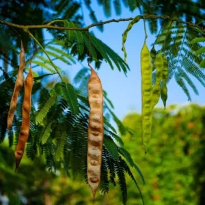 Mimosa Tree 100 Seeds Organic Albizia Julibrissin Pink Flowers Fast-Growing