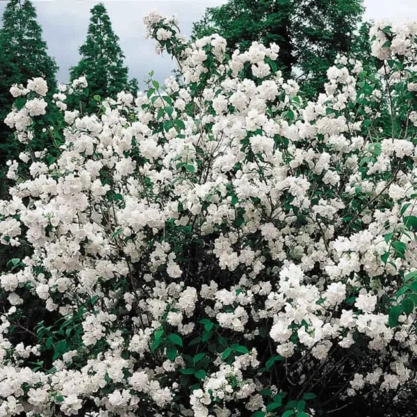 Minesota Snowflake Mook Orange Shrubs, 12-18 Inch Tall, Fragrant White Blooms