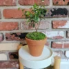 Miniature Ficus Bonsai Tree - 4in Pot - Lush Moss Base - Terracotta Pot