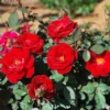 Miniature Red Rose Bush - Fragrant Rosa Shrub 4-8 Inch Tall