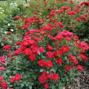 Miniature Red Rose Bush - Fragrant Rosa Shrub 4-8 Inch Tall