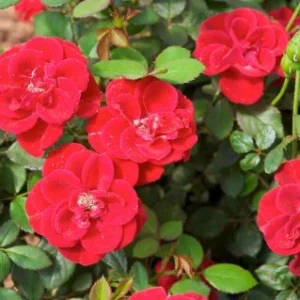 Miniature Red Rose Bush - Fragrant Rosa Shrub 4-8 Inch Tall