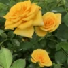 Miniature Rose Bush - Sunrosa Yellow Delight Fragrant Shrub - 4-8 Inch