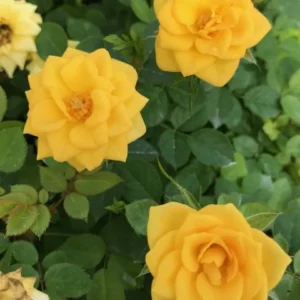 Miniature Rose Bush - Sunrosa Yellow Delight Fragrant Shrub - 4-8 Inch