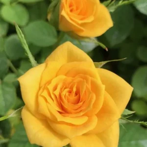 Miniature Rose Bush - Sunrosa Yellow Delight Fragrant Shrub - 4-8 Inch