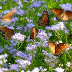 Mistflower Plant Fully Rooted 1 Gallon Butterfly Attractant – Lavender-Blue Flowers