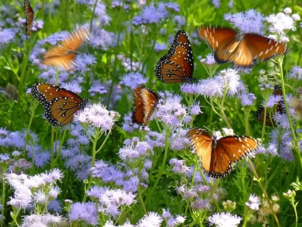 Mistflower Plant Fully Rooted 1 Gallon Butterfly Attractant – Lavender-Blue Flowers