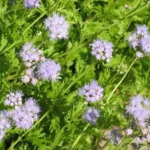 Mistflower Plant Fully Rooted 1 Gallon Butterfly Attractant – Lavender-Blue Flowers