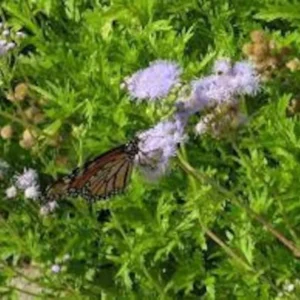 Mistflower Plant Fully Rooted 1 Gallon Butterfly Attractant – Lavender-Blue Flowers
