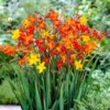 Mixed Crocosmia Bulbs - 20 Pack Spring Summer Flowers - Multicolor Montbretia Corns