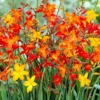 Mixed Crocosmia Bulbs - 20 Pack Spring Summer Flowers - Multicolor Montbretia Corns