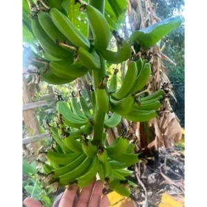 Gran Nain Banana Plant - Cold Hardy Live Banana Tree, 2 Feet Tall