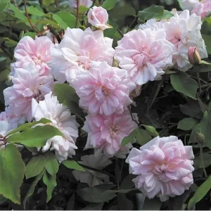 Light Pink Climbing Rose Plant - 1 to 2 Feet Tall - Perennial Shrub