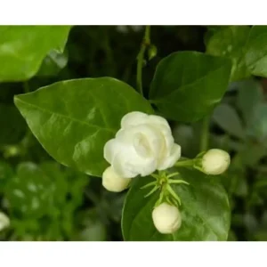 Sambac Jasmine Plant - 1 to 2 Feet Tall - White Fragrant Flowers - Gallon Pot