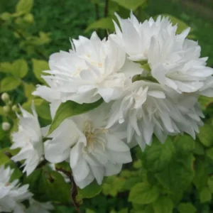 Mock Orange Minnesota Snowflake - Quart Pot - Fragrant Shrub