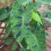 Mojito Elephant Ear Colocasia Esculenta Starter Plant - Healthy Potted Plant - Tropical Foliage
