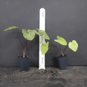 Mojito Elephant Ear Colocasia Esculenta Starter Plant - Healthy Potted Plant - Tropical Foliage