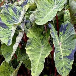 Mojito Elephant Ear Colocasia Esculenta Starter Plant - Healthy Potted Plant - Tropical Foliage