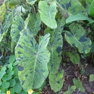 Mojito Elephant Ear Colocasia Esculenta Starter Plant - Healthy Potted Plant - Tropical Foliage